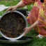 Exploring the Tradition of Stuffed Grape Leaves in Turkey